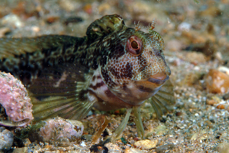 Livree di Parablennius pilicornis